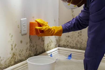 how to get rid of mould on walls permanently