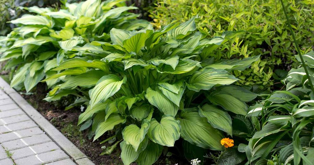 Hosta Green