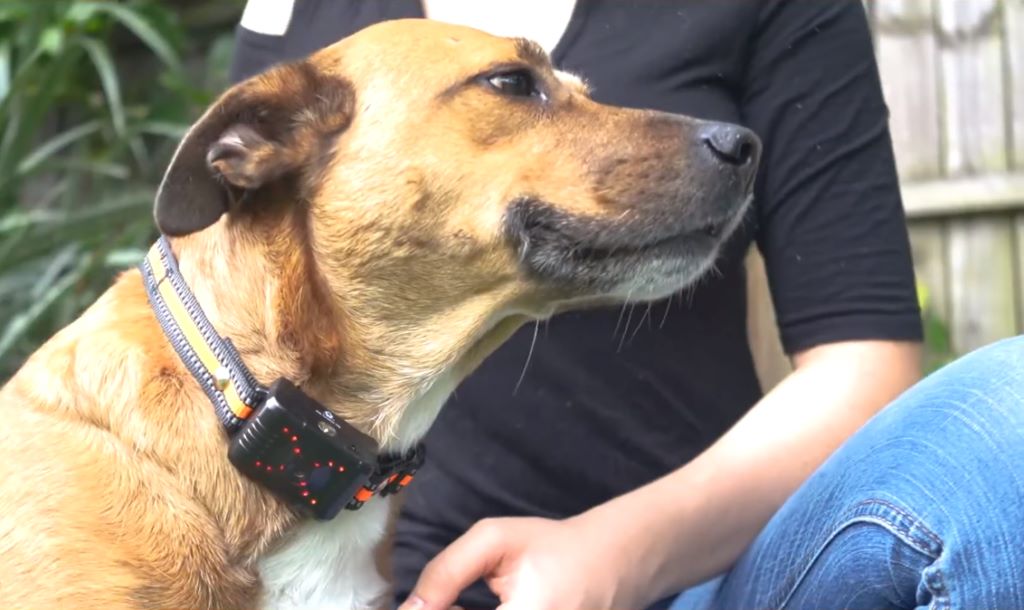 How many volts is a dog training collar?