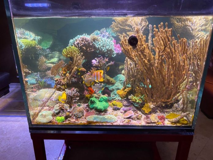 setting up a reef tank - 7 most common mistakes