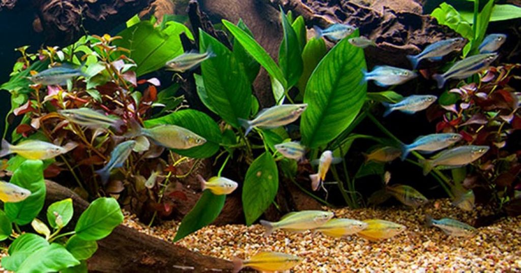 How do you know your aquarium water quality is poor